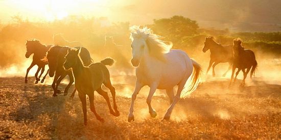 Skyriaanse paarden in galop